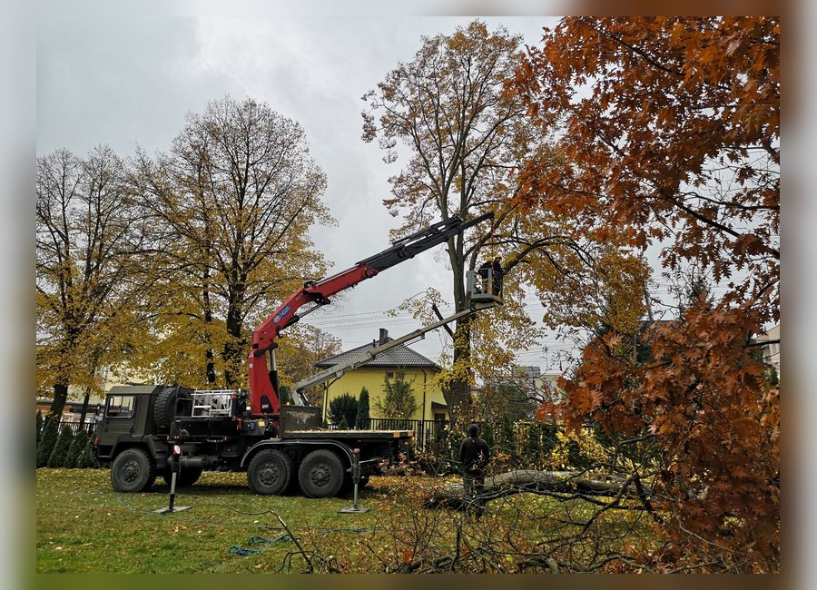 Ścinka drzew z podnośnikiem koszowym